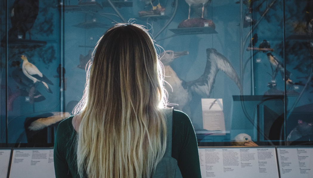 Royal Albert Memorial Museum and Art Gallery - Visitor considers one of RAMM’s permanent displays