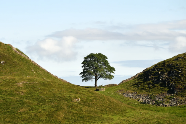 National Trust launches call for artworks using felled Sycamore Gap timber