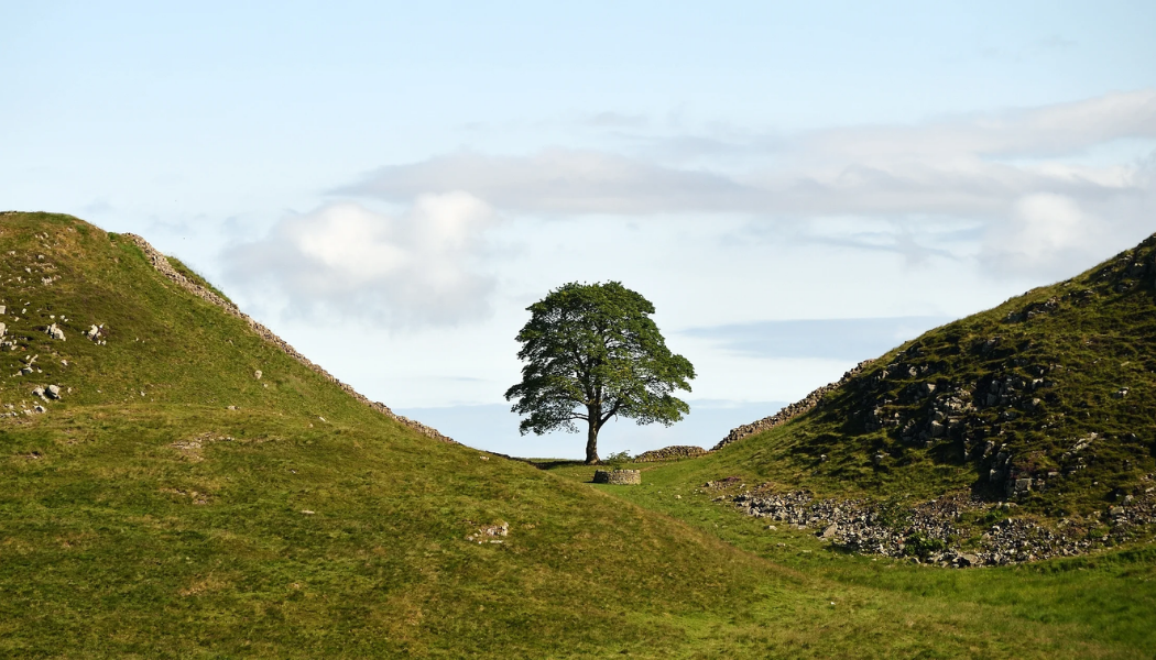 The Sycamore Gap Tree near Hadrian's Wall prior to being felled © National Trust ImagesJohn Millar