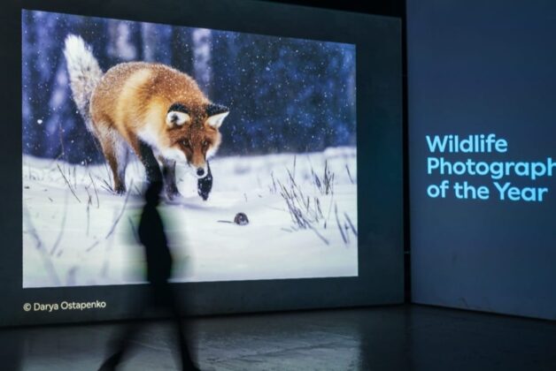 Mather & Co designed ‘Wildlife Photographer of the Year’ exhibition at Chester Zoo now open