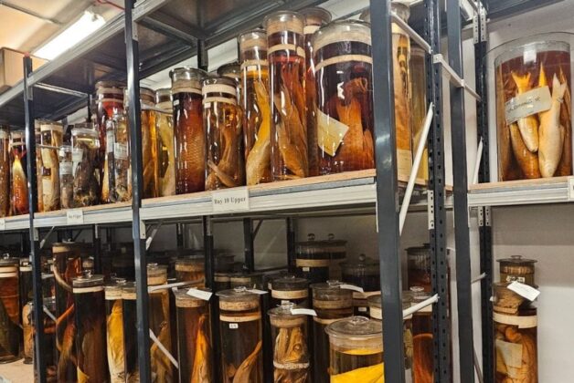 Natural History Museum research allows unopened historic jars to be identified