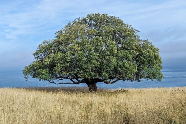 Ancient trees as heritage: Calls for protection on par with historic buildings