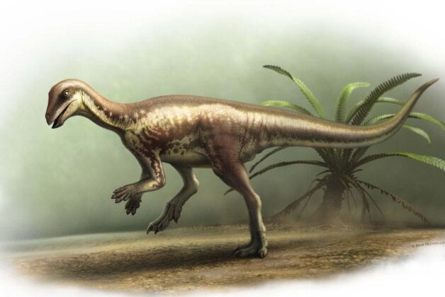 Natural History Museum acquires specimen of newly named dinosaur