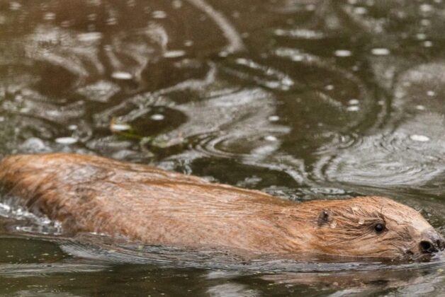 National Trust releases beavers at Holnicote Estate to assist in flood mitigation