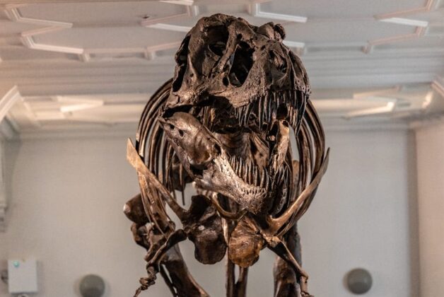 Manchester Museum’s T. rex to move in week-long operation