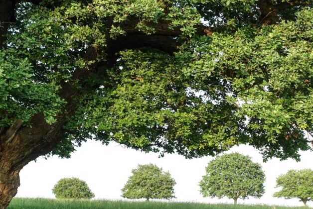 Heritage sites among those eligible for £2.5m tree planting fund